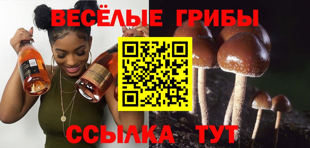 Нарткала  Псилоцибиновые грибы MAGIC MUSHROOMS  Вход с VPN 